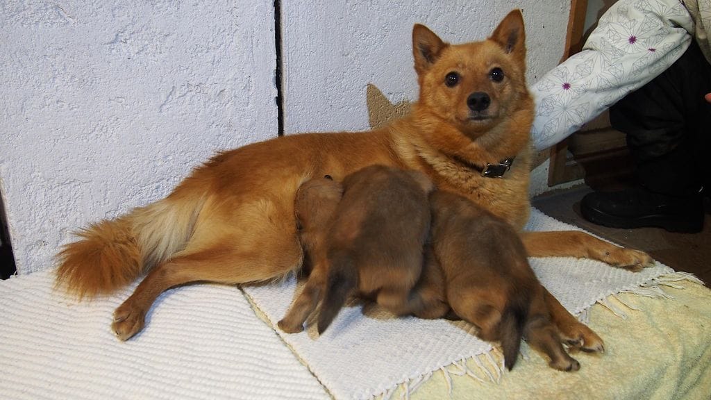 kertajulkaisu sankarikoira Piitu