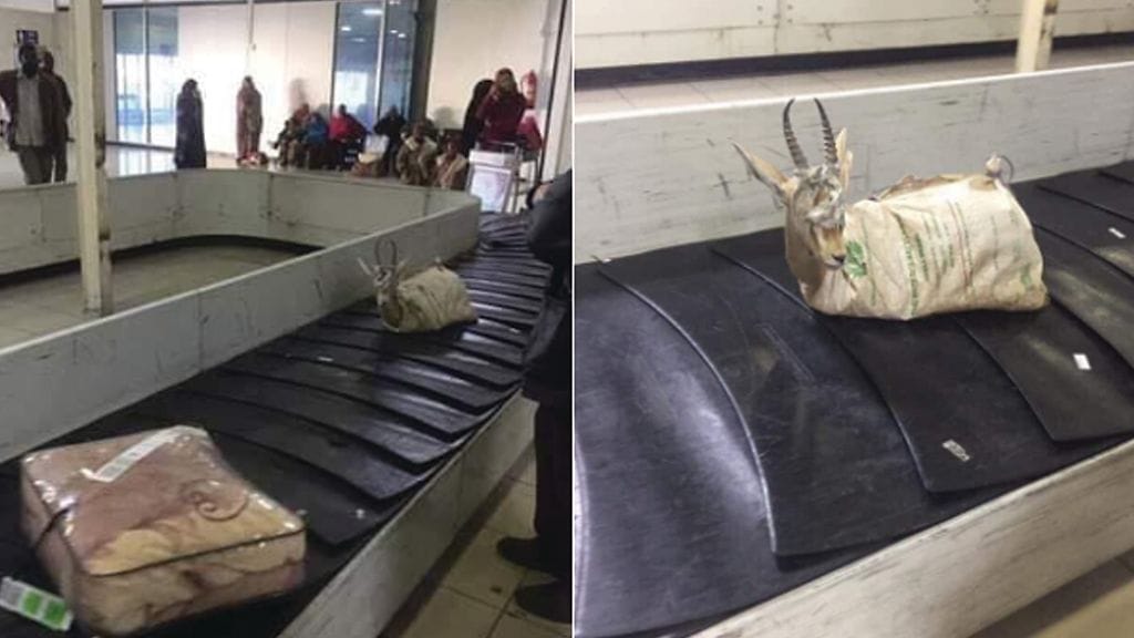 Matkalaukkuhinnalla lipunut pakattu gaselli aiheutti hämmästystä lentokentällä Libyassa.