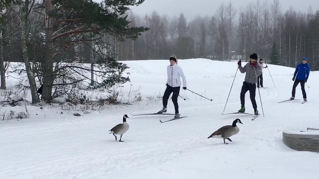 Hanhia ladulla Oittaalla, Espoossa.