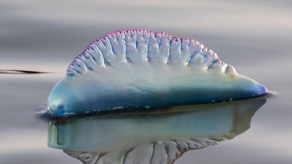 Neljä eri uimarantaa on suljettu eläinten vuoksi.