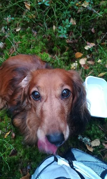 49544872_271321006881651_1846354982547226624_n