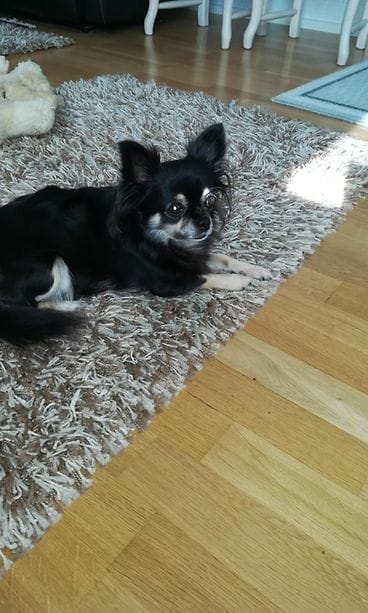 Kertajulkaisu sankari Lily1