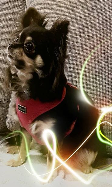 Kertajulkaisu sankari Lily2