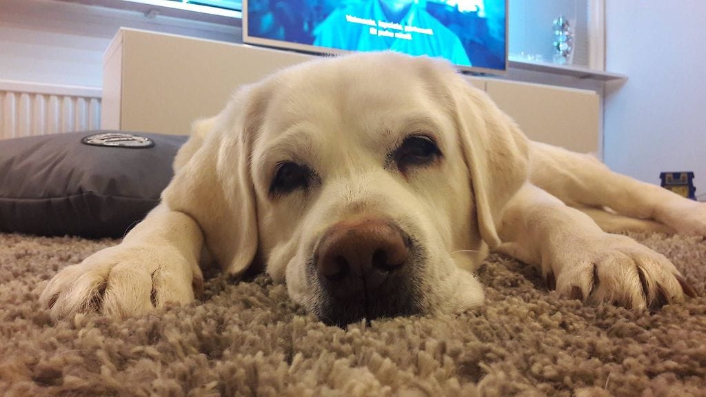 Hiihtäjä löi sauvalla Bella-koiraa raivon vallassa.