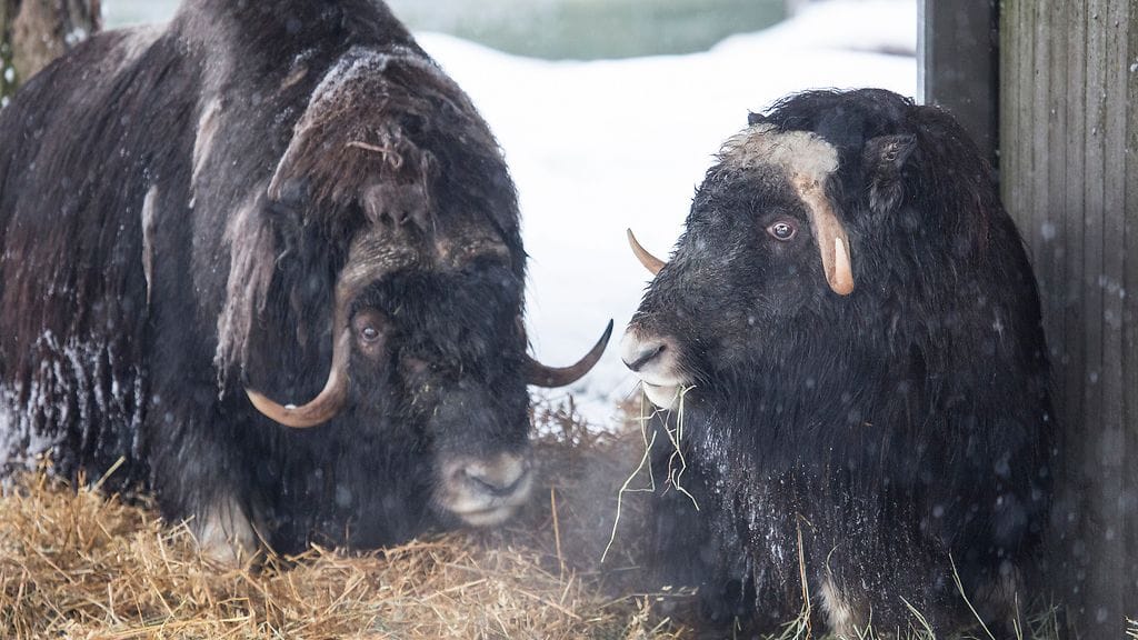 46750542581_86088b85c8_b