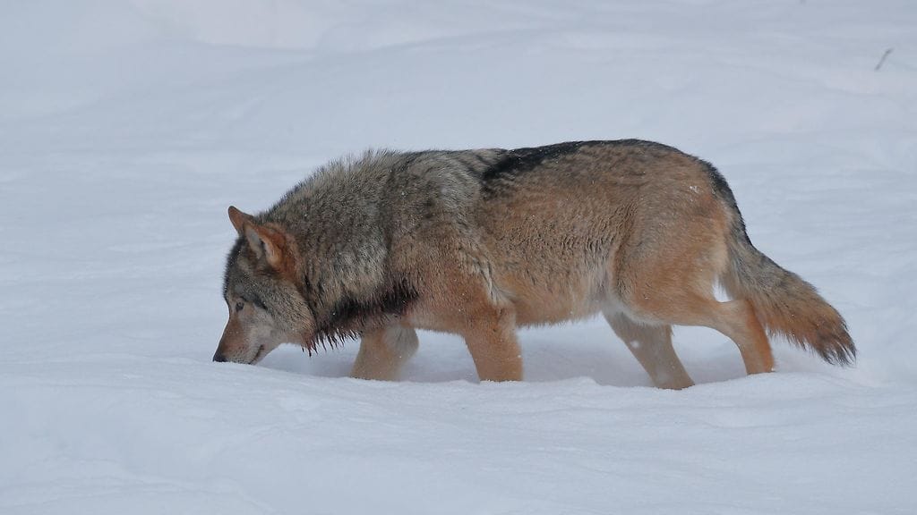 Susi kuvattuna Ranuan eläinpuistossa. Kuvan eläin ei liity uutiseen.