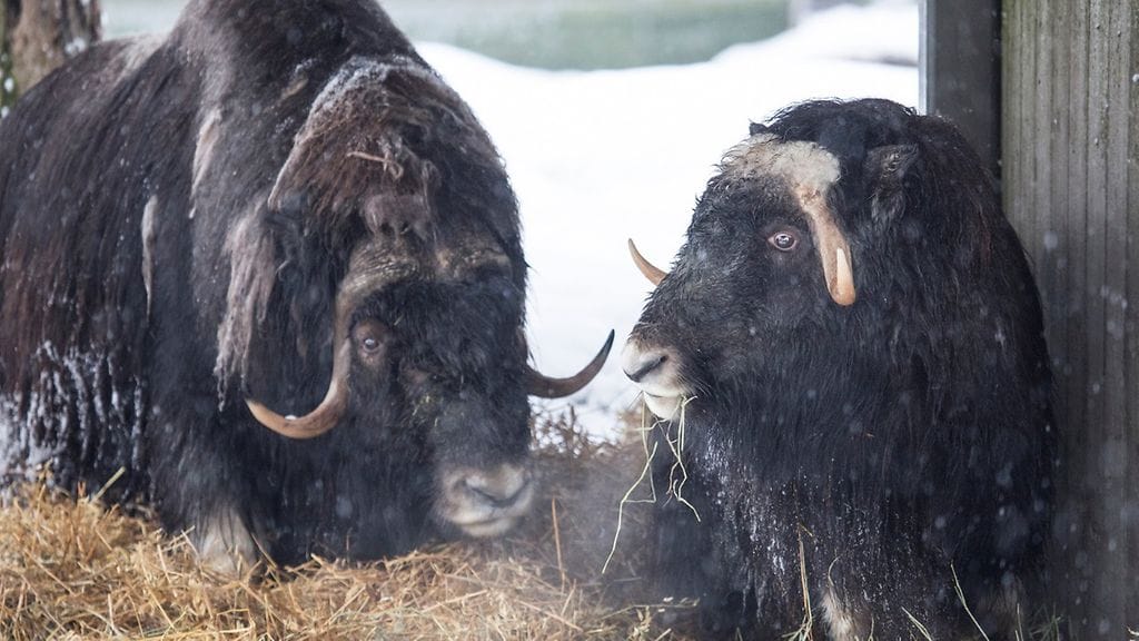 Korkeasaaren myskihärkäpari 2