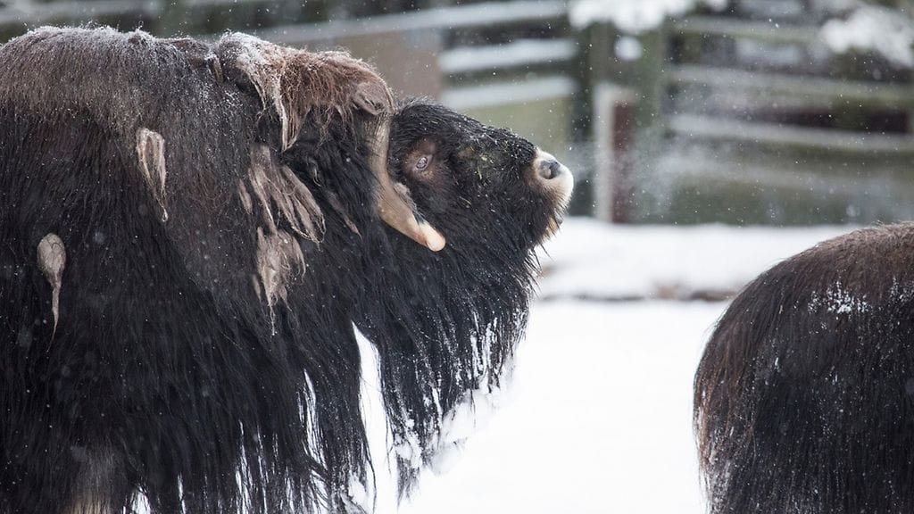 Korkeasaaren myskihärkäpari 3