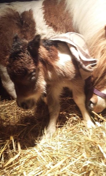 KUVA VAIN LIFESTYLEN JUTTUUN AIHEESTA 12998265_791797190951153_4494219039018763339_o