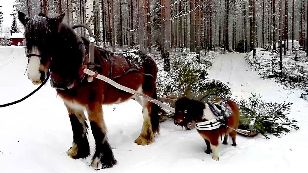 KUVA VAIN LIFESTYLEN JUTTUUN AIHEESTA Miniponi Pikku-Uljas