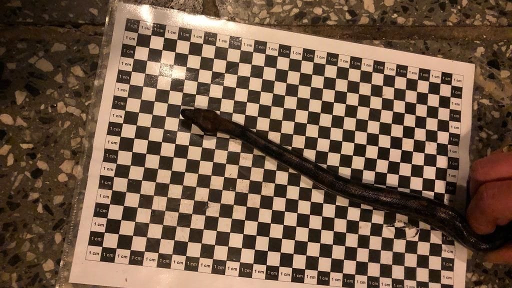 boa, kuva: potsdam airport (1)