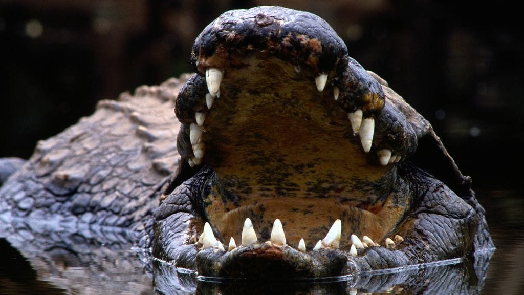 Kuvituskuva. 44-vuotias nainen on kuollut, kun krokotiili hyökkäsi hänen päälleen Indonesiassa, kertoo BBC.