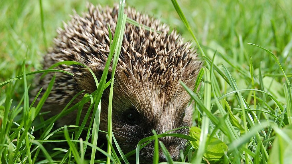 Korkeasaaren eläintarhassa testataan tällä viikolla sitä, mitkä eläimet pitävät keitetyistä etanoista.