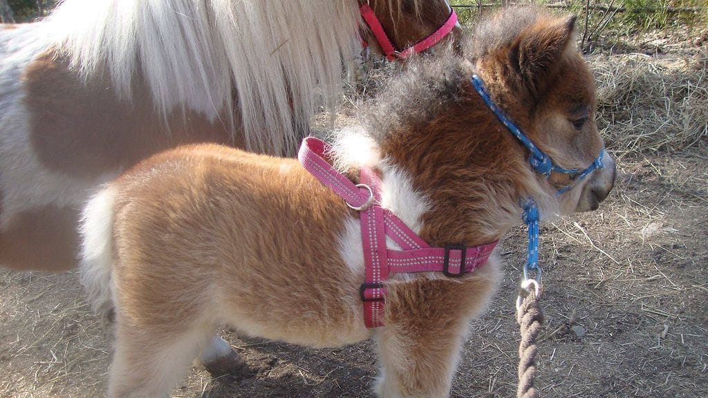 49897832_531303680706660_7265175268401086464_n