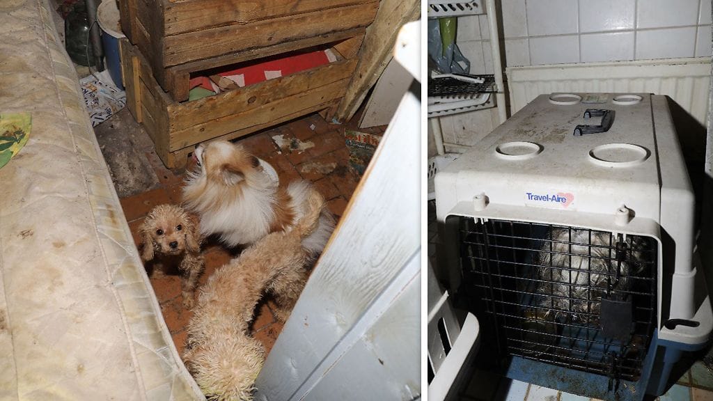 eläinsuojelurikos-Itä-Helsinki