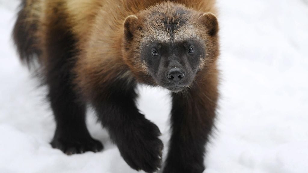 Tämä ahma on kuvattu Ähtärin eläintarhassa 28. huhtikuuta 2017.