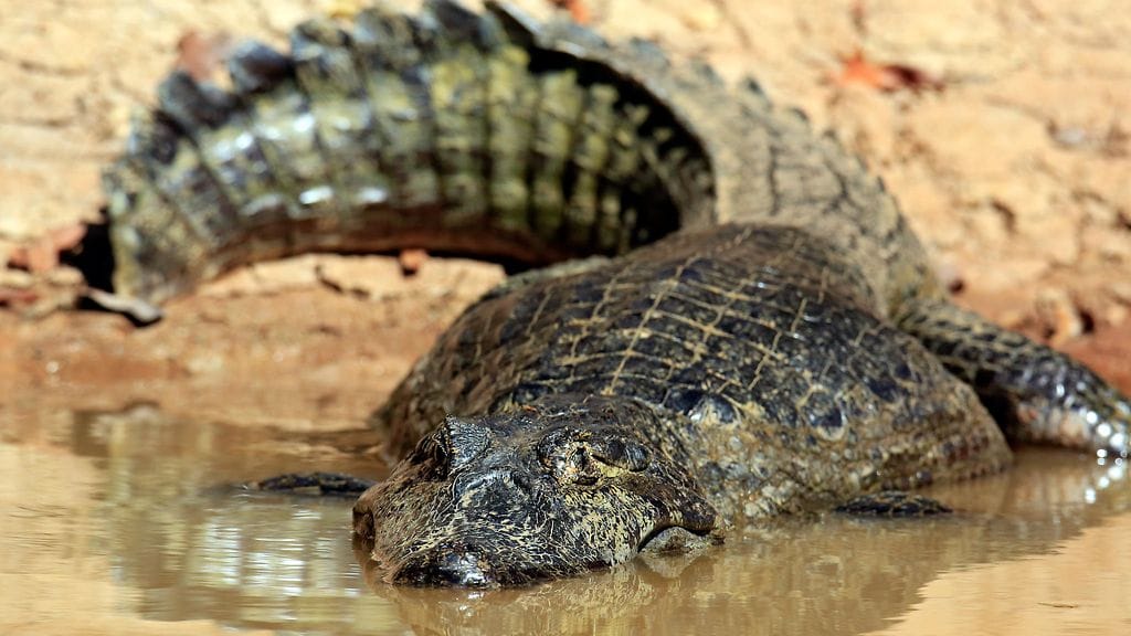 Kuvan kaimaanilla ei ole mitään tekemistä tapauksen kanssa.