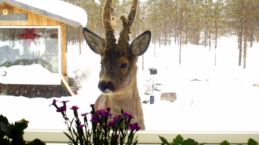 Asko on metsäneäinten suosikki