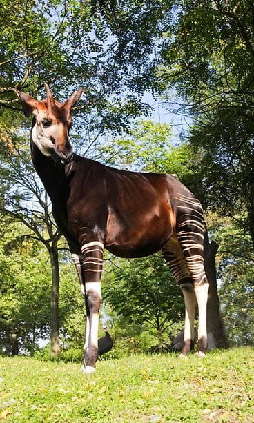 Okapi 2