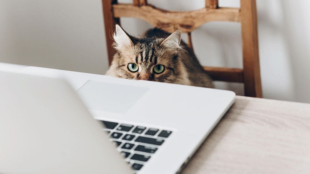 Kuvituskuva kissasta ja tietokoneesta.