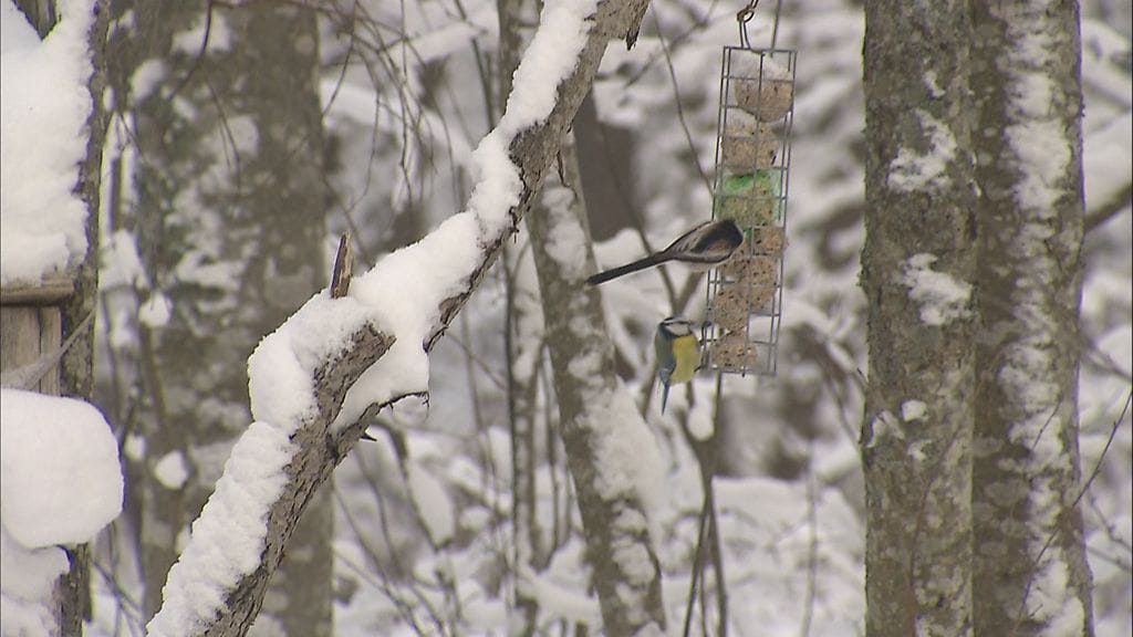 Pihabongaus, linnut, pyrstötiainen, tiaiset
