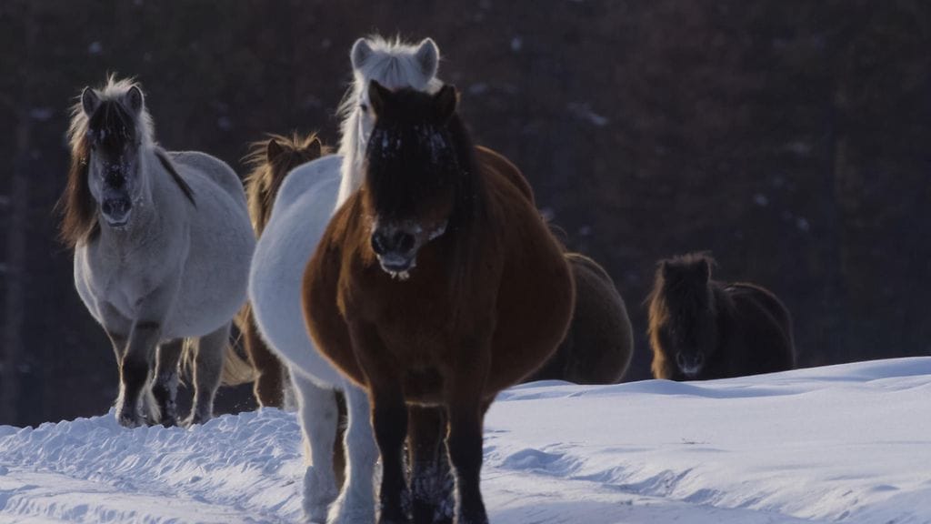 Jakutianponi elää Verhojanskin ja Oimjakonin seuduilla Itä-Siperiassa Sahan tasavallassa. Se on sopeutunut viettämään ongelmitta aikaansa ulkona, vaikka lämpötila olisi -50 astetta. Ponille kasvaa muun muassa paksu turkki.