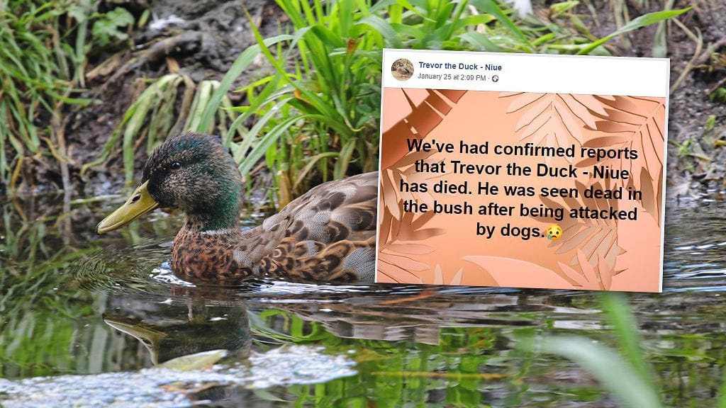 Maailman yksinäisimmäksi sorsaksi kutsuttu Trevor on kuollut.