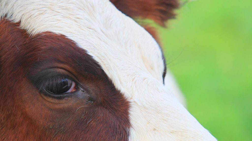 Ruokaviraston elintarviketurvallisuusjohtaja Leena Räsänen kertoo keskustelleensa suomalaisten liha-alan yritysten edustajan kanssa Puolan nautaskandaalista.