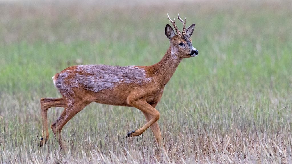 Nuoret metsästivät laittomasti muun muassa metsäkauriita.
