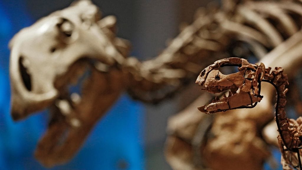 Etelämantereelta löydettiin noin 250 miljoonaa vuotta vanha fossiili. Kuvituskuva.