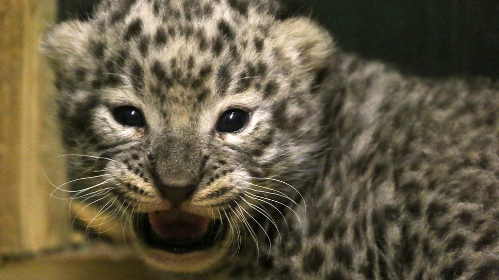 Kuvituskuvassa oleva persianleopardin poikanen kuvattiin Miskolcin eläintarhassa Unkarissa joulukuussa 2017.