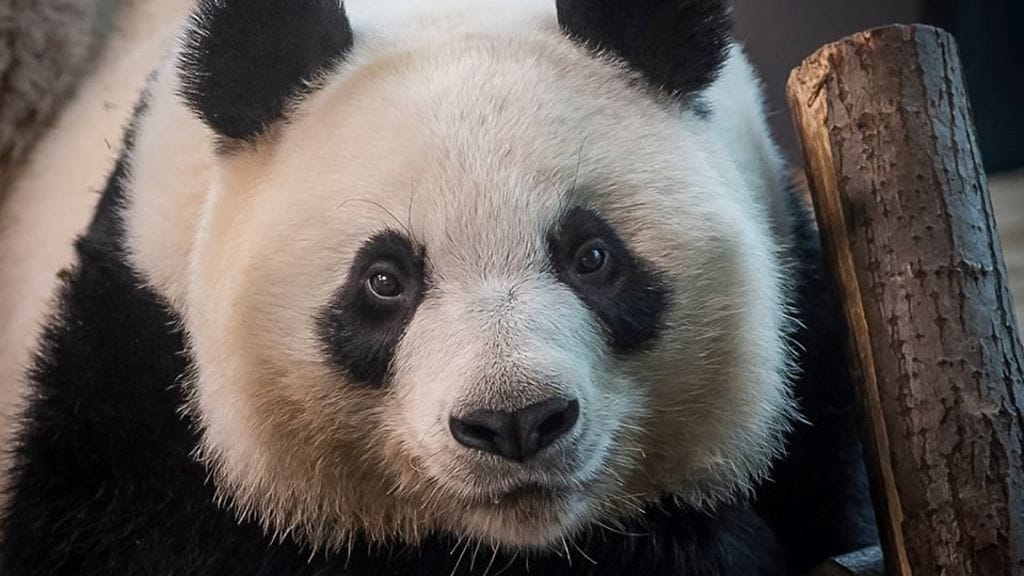 Ähtärin eläinpuisto panda Lumi