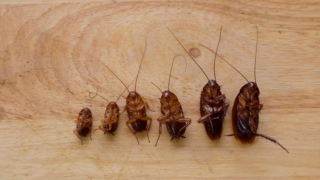 Eläintarha lupaa esitellä nimet julkisesti ja esittää livevideon ruokintatilanteesta. Idea on villinnyt ihmisiä netissä.