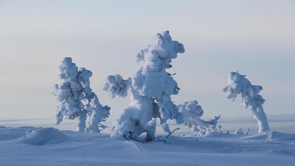 Lapin Muoniossa hytistiin alle 25:n asteen pakkasissa. Kuva: Matti Myllykangas