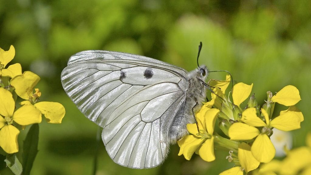 Parnassius mnemosyne eli pikkuapollo kuvattuna Saksassa.