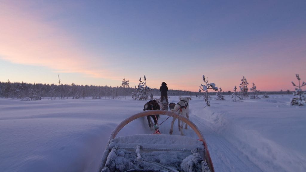 Lapissa koirasafarilla