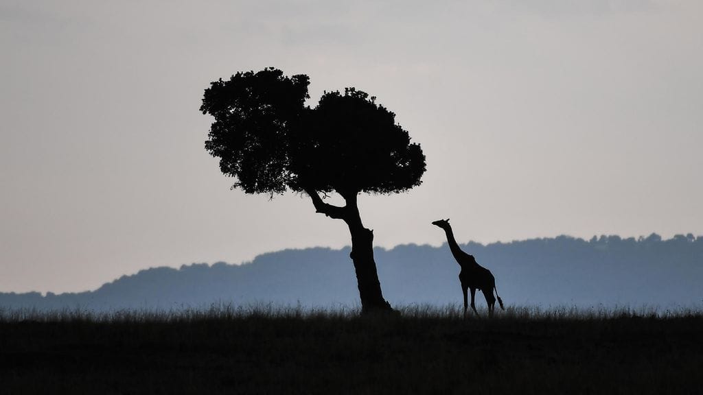 Kone oli kuljettamassa safarimatkailijoita suositulta Maasai Maran luonnonsuojelualueelta.