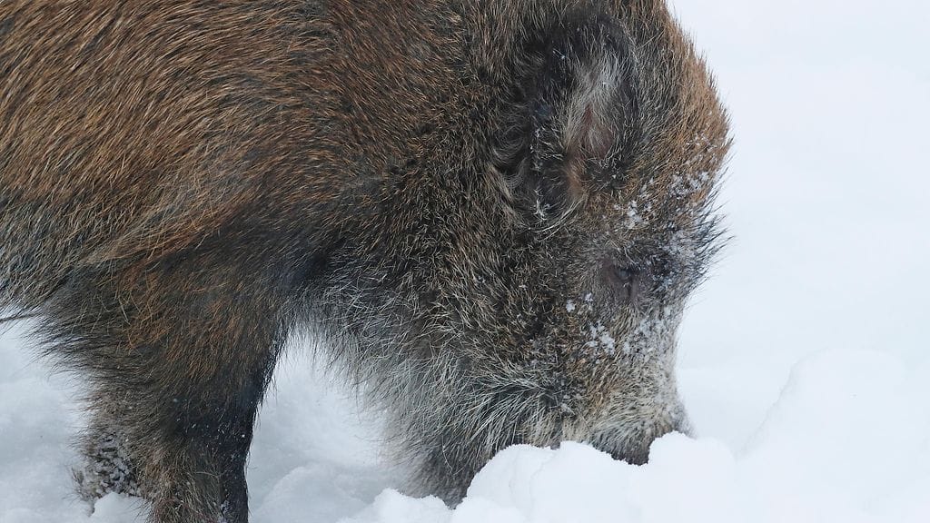 Kuvan villisika ei liity tapaukseen.