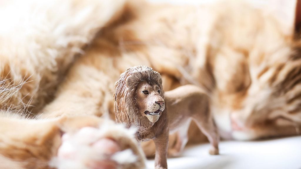 Australialainen Tanya Husnu järkyttyi lapsensa lelusta siinä määrin, että vaatii nyt kyseistä tuotetta kiellettäväksi. Kuvituskuva.