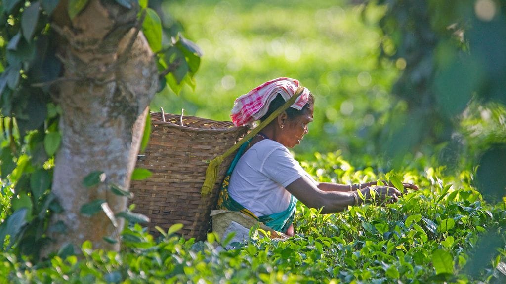 AOP, Intia, teeplantaasi, teenpoimija, teenkerääjä, tee