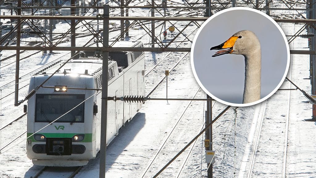 Kuvituskuva. Pelastuslaitoksen mukaan kaupunkilaisjoutsen oli eksynyt kaveriporukastaan väärille raiteille, mikä aiheutti ongelmia junaliikenteelle.