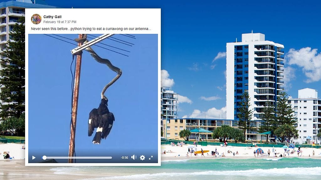 Australialaisnainen todisti alkuviikosta erikoista näkyä hänen talonsa katolla olevassa tv-antennissa.