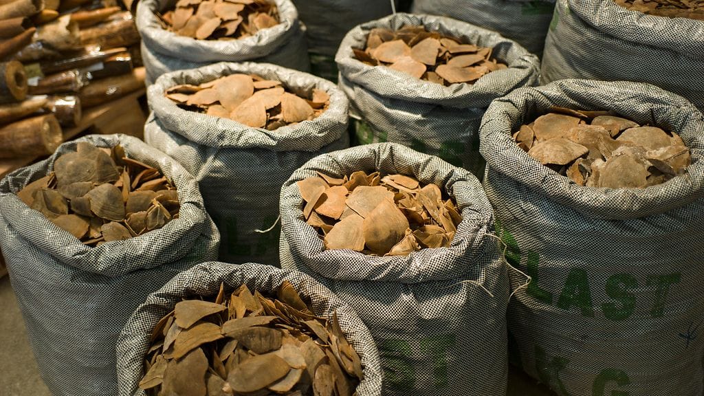 muurahaiskäpy, muurahaiskävyt, suomut, takavarikko