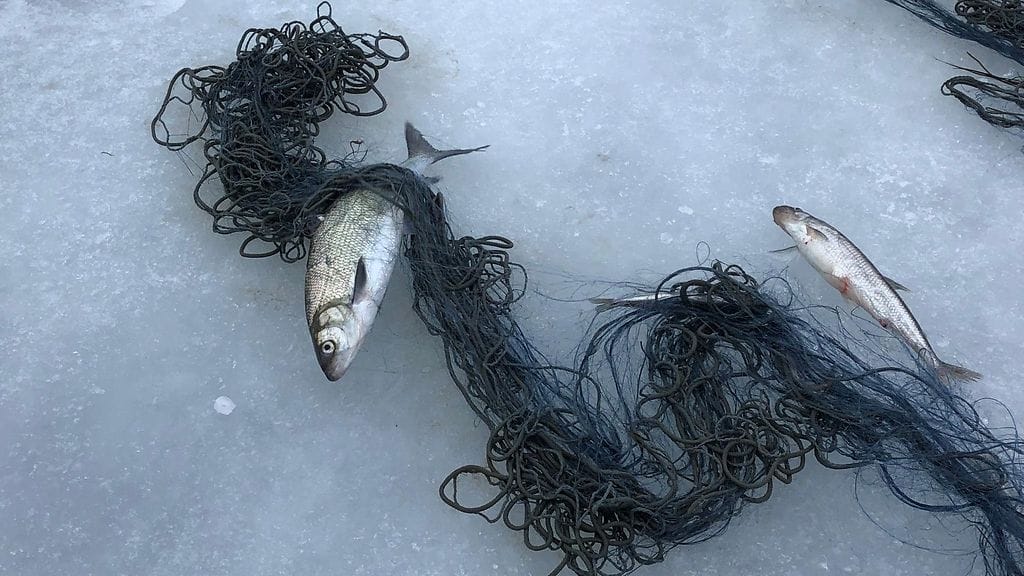 talvikalastus, itämeri