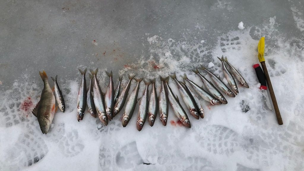 Talvikalastus, Itämeri, kalat, kuore, norssi