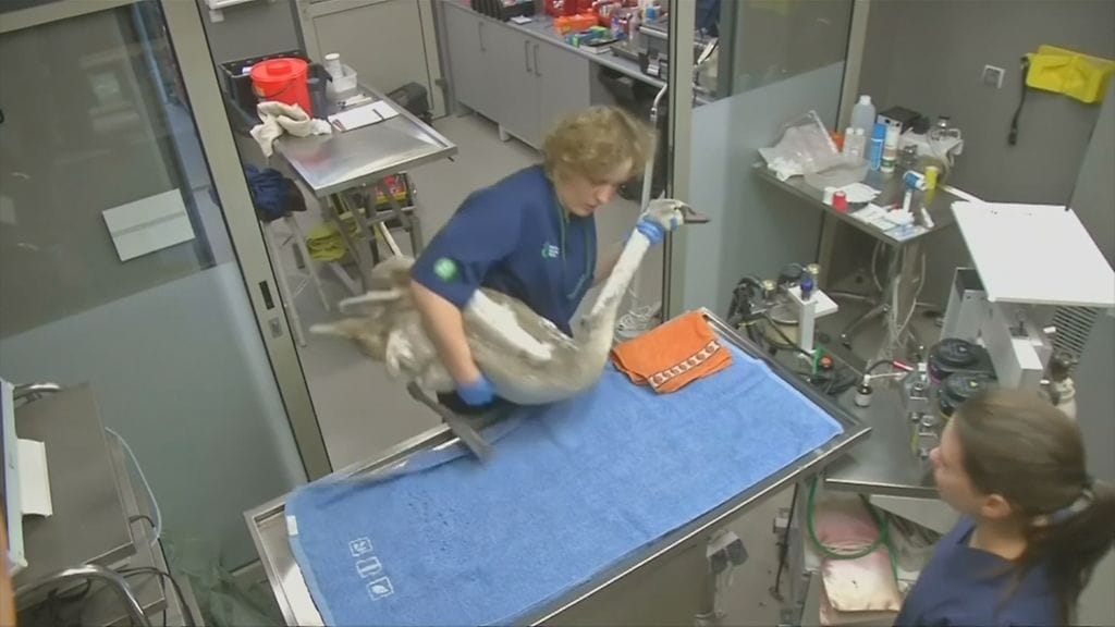 Varsovan lintusairaalassa hoidetaan niin pikkulintuja kuin isoja joutsenia ja kurkiakin.