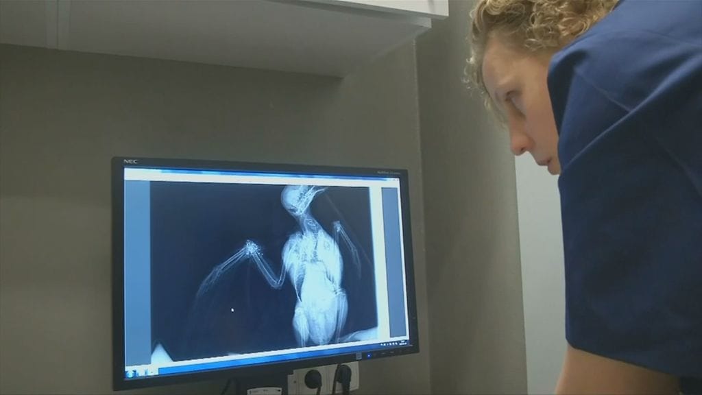 Lintusairaala, Varsova, Puola