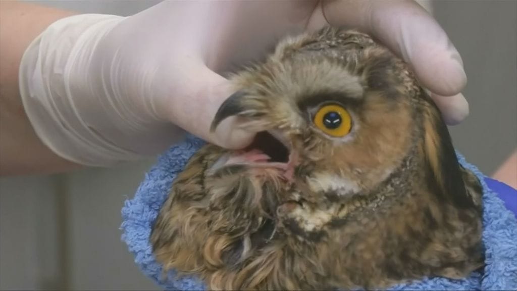 Lintusairaala, Varsova, Puola, haukka