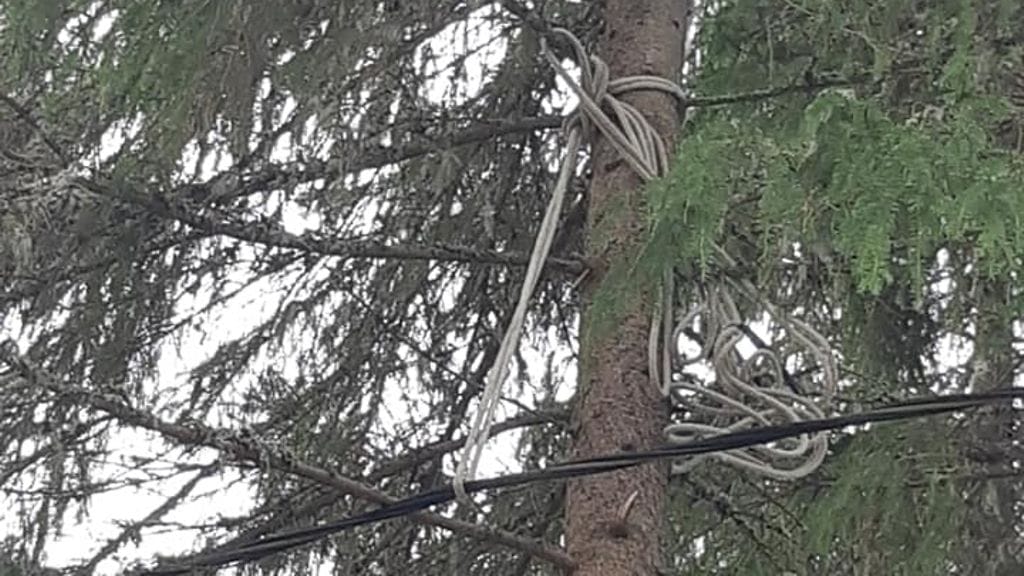 sähkölinja metsä Turku Marika Haapsaari