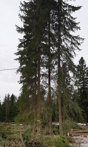 Marika Haapsaari sähkölinja metsä moto seisoo